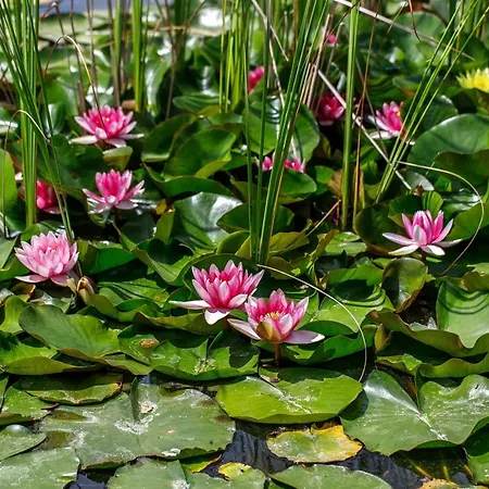 Pensión Páskom Lajoskomárom